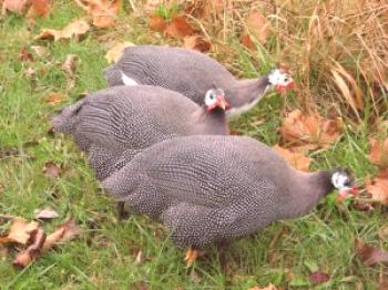 ¿Cuánto vive la gallina de Guinea: descripción de las aves de corral?