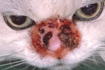 Cómo detectar y tratar la dermatitis en gatos.