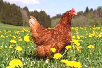 Desechos de pollo como fertilizante: propiedades, aplicaciones y comentarios.