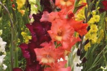 Gladiolus, opis in sorta