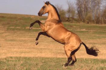 Las razas de caballos se reproducen en la región de Volgogrado.