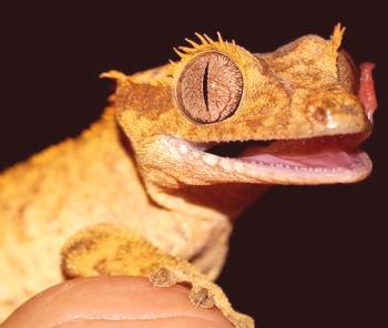 La lucha contra el gecko-bananoide: foto, video, contenido