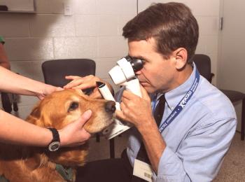 Síntomas, tratamiento y causas de la micoplasmosis en perros.