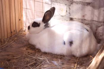 Caza de conejos - Reglas y características (+ video)