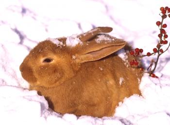 Conejos en el invierno: características del contenido.