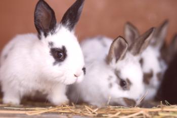 Conejos jóvenes: cuidado y alimentación.