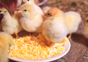 Dnevni piščanci: pravila za nego in hranjenje