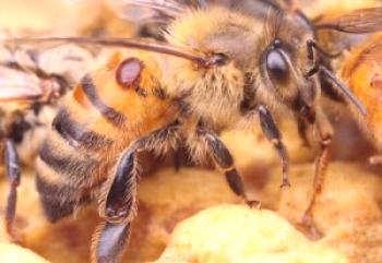 Tratamiento biológico y preparativo de las abejas: a partir de la varroatosis.