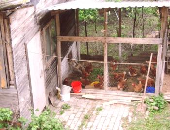 Тайните за задържане на пилетата на земята