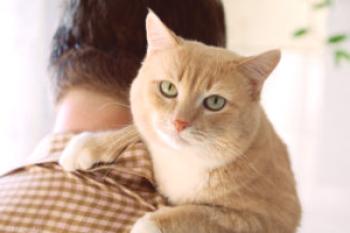¿Por qué los gatos se mezclan con las patas humanas, por qué los gatos recogen una manta, hacen masajes con las patas