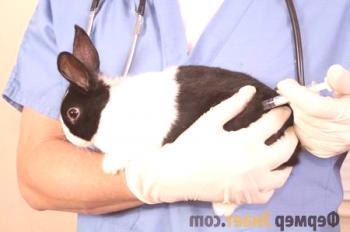 Coccidiosis de conejo: tratamiento y profilaxis de la enfermedad.