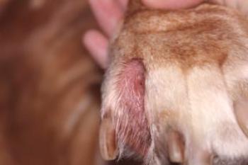 Arrugas desagradables en perros: signos y terapia.