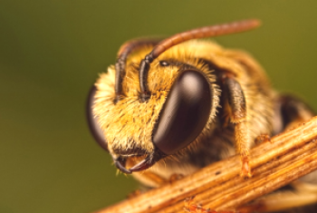 Cómo conseguir abejas desde cero: dónde empezar y qué necesitas