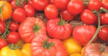 Детерминантните сортове домати за откритата почва са най-добрите