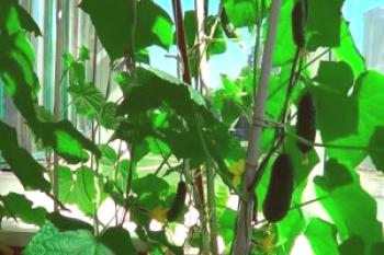 Cultivo de pepinos en el balcón, comenzando con el aterrizaje.
