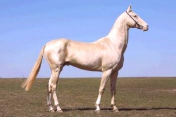 ¿Qué razas de caballos se reproducen en la región de Murmansk?