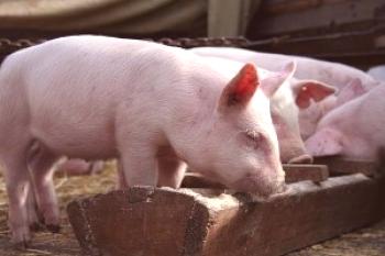 Comederos para cerdos con sus propias manos: dibujos, fotos, videos.