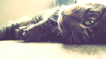 Forraje para gatos Leonardo (Leonardo) - opiniones y consejos de veterinarios