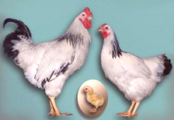 Pervomaystva raza de pollos: opiniones, descripción y fotos