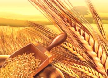 Gérmenes de trigo: buenos y malos. Consejos para usar