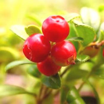 Cowberry Garden: aterrizaje y cuidado en terreno abierto, cultivo y reproducción, variedades, fotos