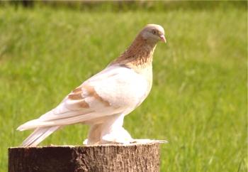Características de las palomas de la raza Agarana y una descripción de su estilo de vuelo del video.