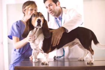 Abscess in a dog - opis, zdravljenje in preprečevanje