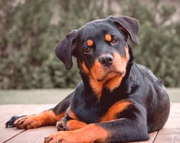 Rottweiler: Opis pasme