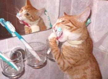 3 zaradi čiščenja mačk zob. Zamenjajte zobe pri mladičih