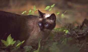 Фураж за котки Bosch Sanabelle (Bosch Sanabelle) - мнения и съвети за ветеринарните лекари