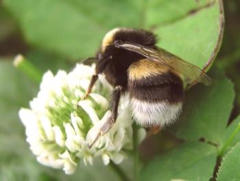 Nevarni žuželki: Biting Bumblebee ali ne?