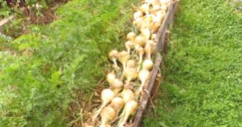 Cebollas Exibisen: creciendo a través de plántulas, comentarios, videos