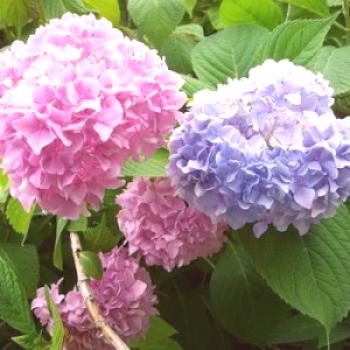 Cómo cambiar el color de la hortensia de jardín