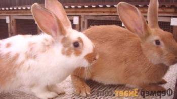 Двойки (размножаване) и размножаване на зайци у дома