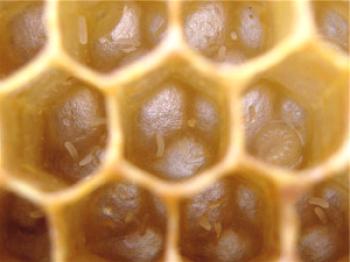 Especies y conclusión temprana de las abejas: foto y video.