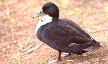 Pato negro: descripción de las razas y sus características.