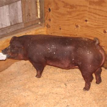Especies de cerdos durok: contenido, alimentación y cría.