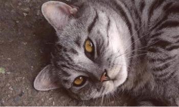 Cómo llamar a un gatito gris. Clics (nombres) para gatos grises y gatos