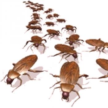 Prestrašite strojno ščurek: naprava in zmogljivost