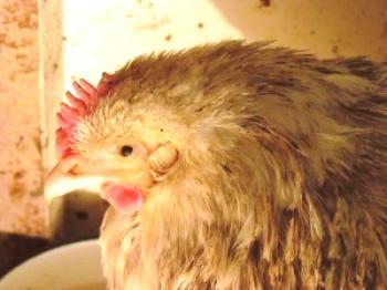 Piščančja vročina: simptomi in zdravljenje