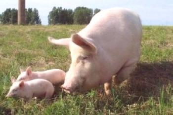 Cuidando a los cerdos en casa: video