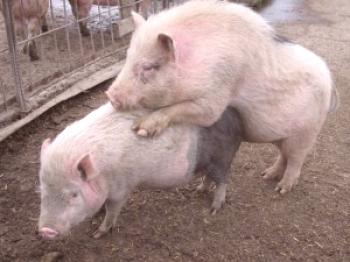 Cría de cerdos en casa: video