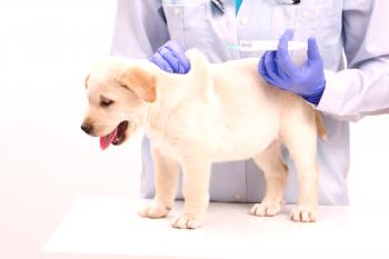Cepljenje psov - opis in časovni razpored cepljenja