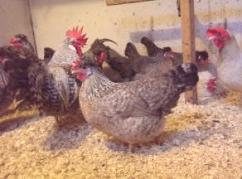 Raza de pollos Legbara: rendimiento y descripción