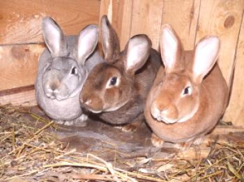 Vzreja zajcev doma - subtilnosti in značilnosti vzreje