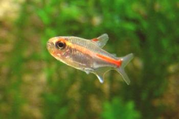 Eritozono en un acuario: características de retención y reproducción