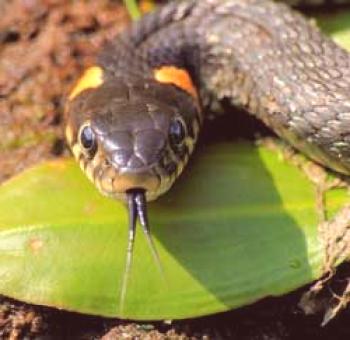 Cómo deshacerse de una serpiente en una casa de campo de una manera fácil y para siempre
