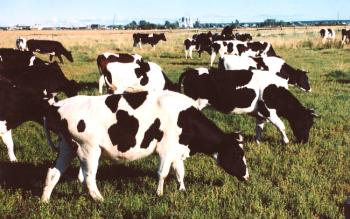 Leches populares de razas de vacas.