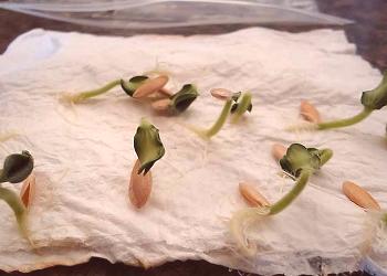 Klijanje semen paradižnika