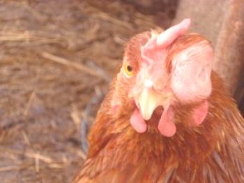 Bolezni očesa pri piščancih in njihovo zdravljenje doma